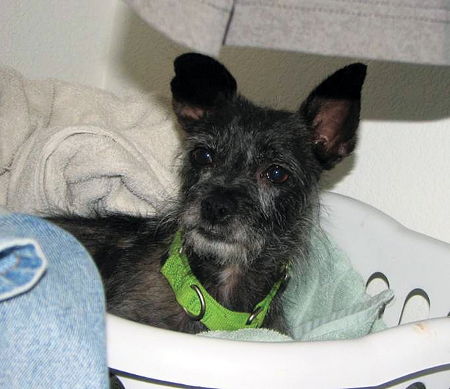 Pet of the Week (3/31)